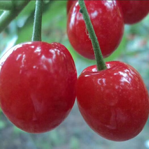 成都美早苗  水晶樱桃南方地区最好的小樱桃品种果大光泽度高糖度高