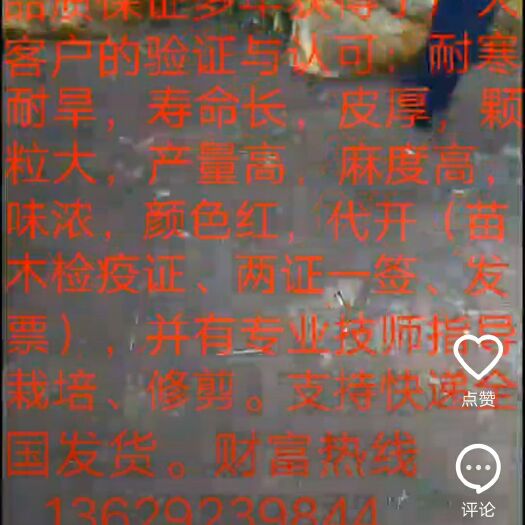 韩城市 无刺高产花椒苗