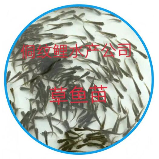 通道县草鱼苗【源头产地，自己繁育】