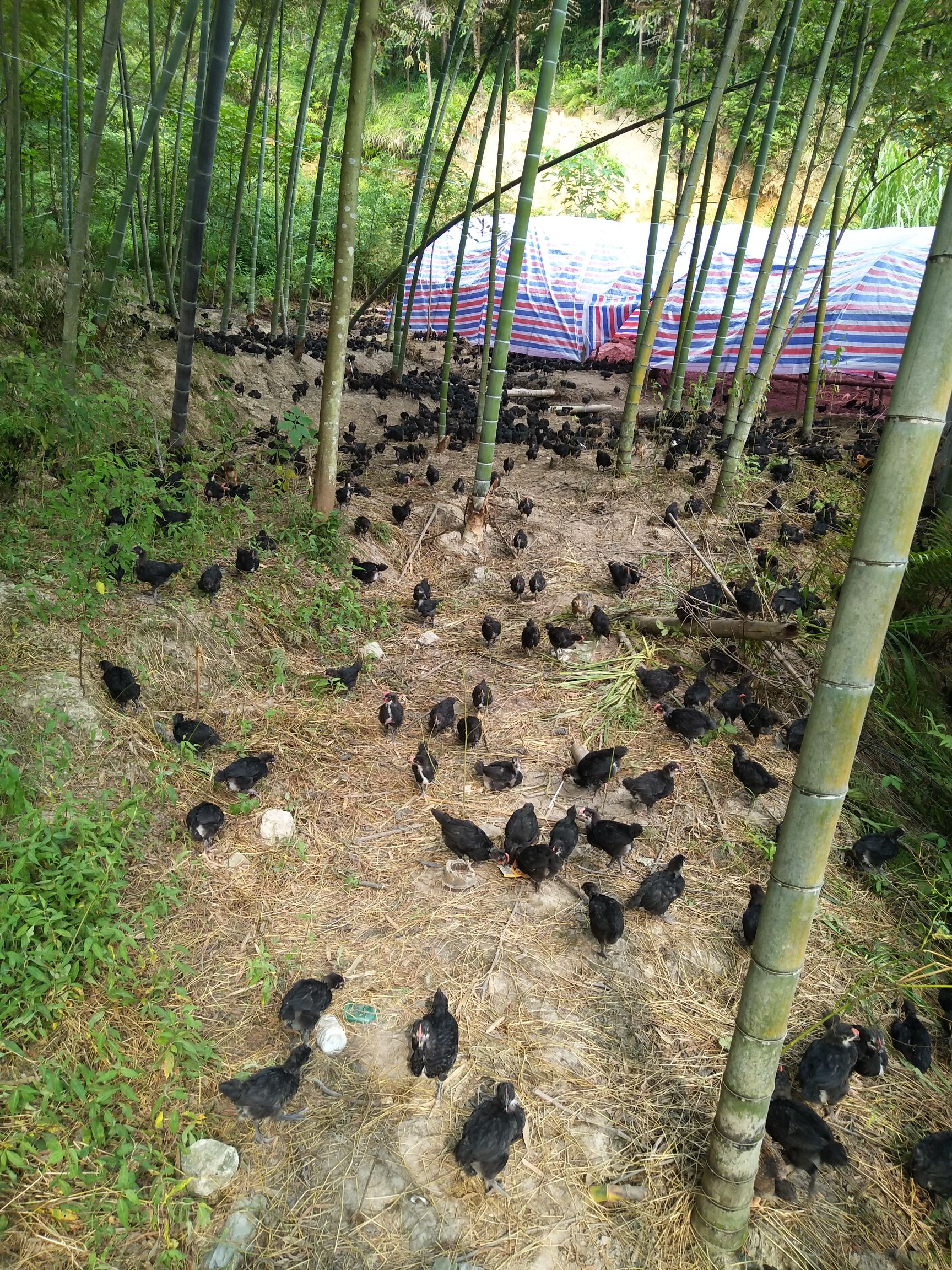 原生態山上散養土雞