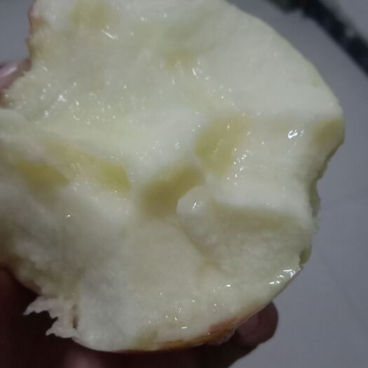 彬州市红富士苹果 自家园里的红富士，