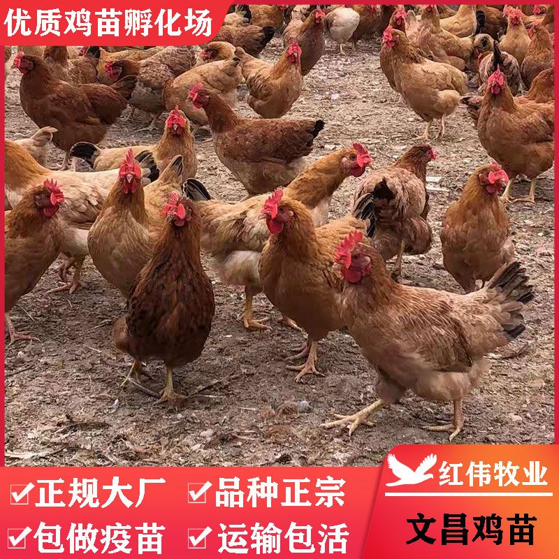 文昌鸡苗 正宗海南文昌鸡