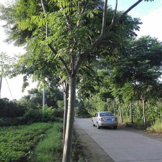 枝江市 各种规格精品栾树