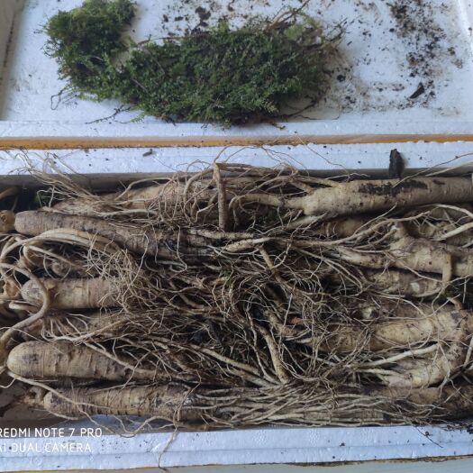 兴国县 长白山鲜活人参  品质优良   食用药用佳品