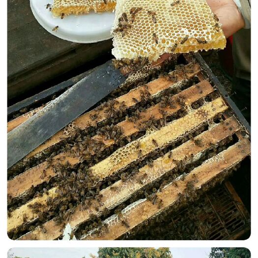 隆安县 蜂蜜纯正农家天然自产洋槐百花土蜂蜜野生峰蜜蜂巢蜜荆条蜜