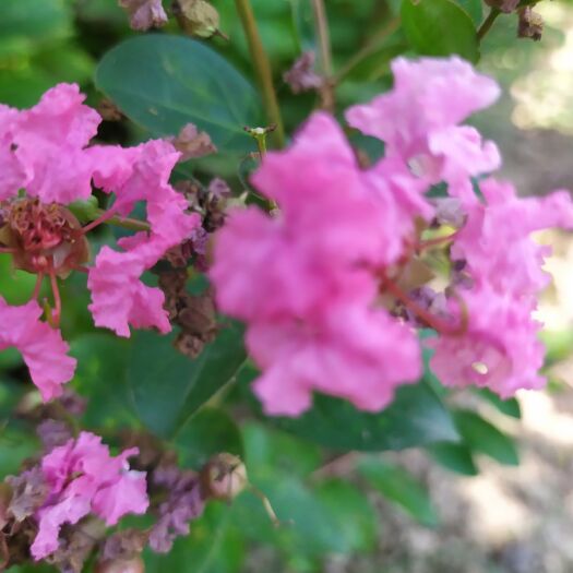 红花紫薇小苗