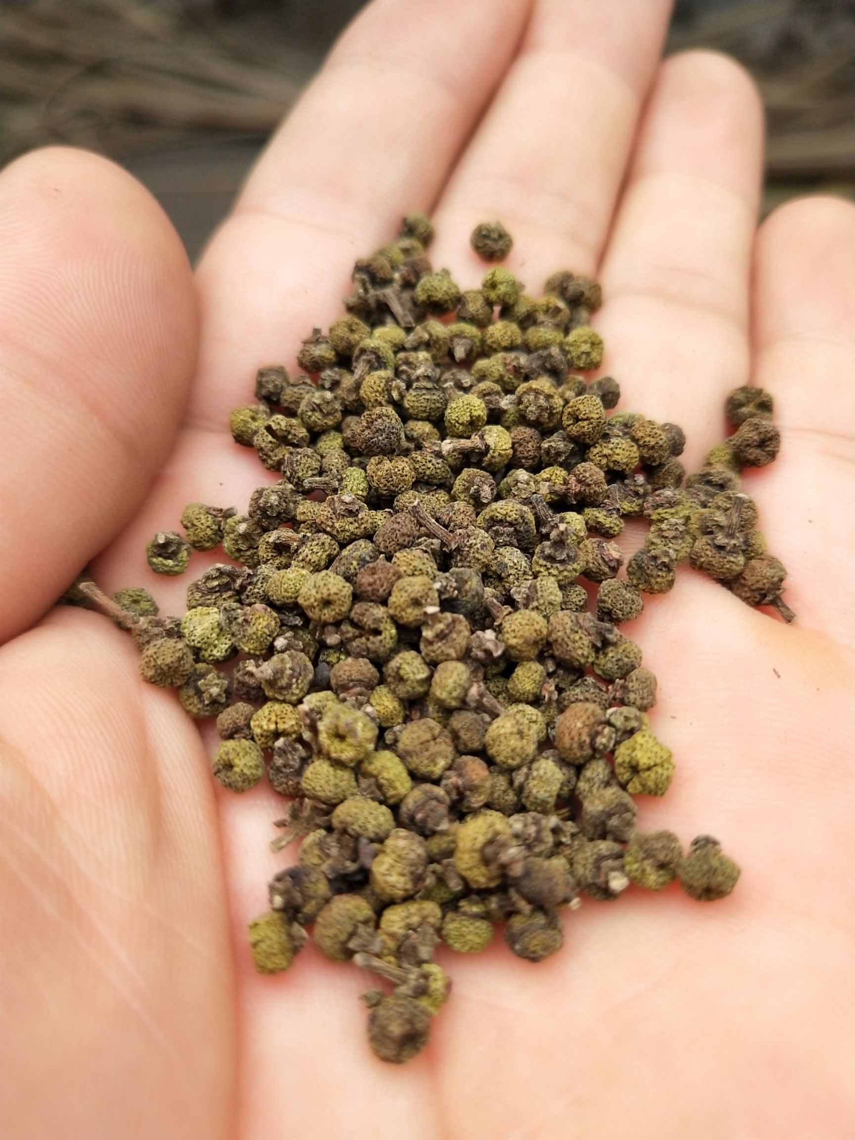 有几百斤江西中花吴茱萸干货无裂口出售