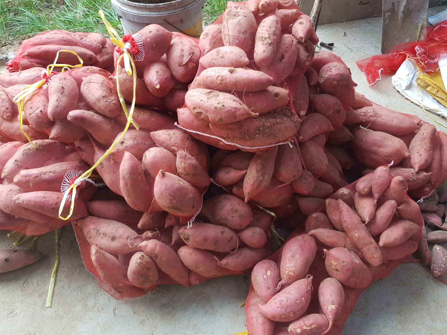 [豫薯批发] 出售红薯25000斤价格05元/斤 