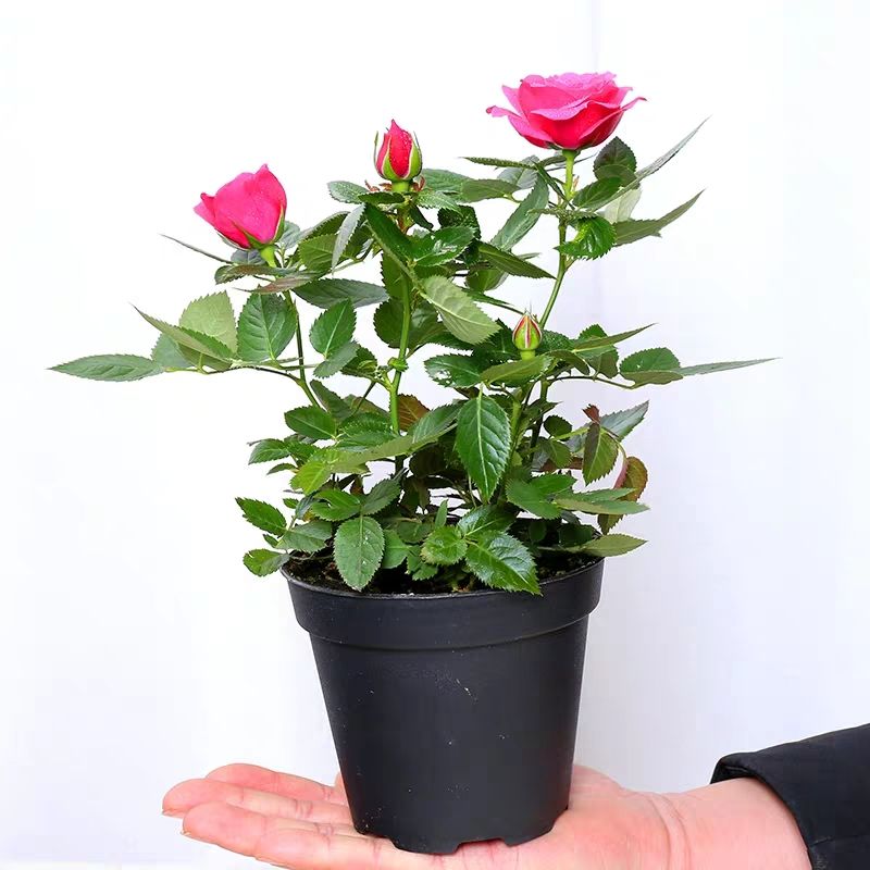  月季花，盆栽地栽，开花清香，花期长，包成活包邮量大从优