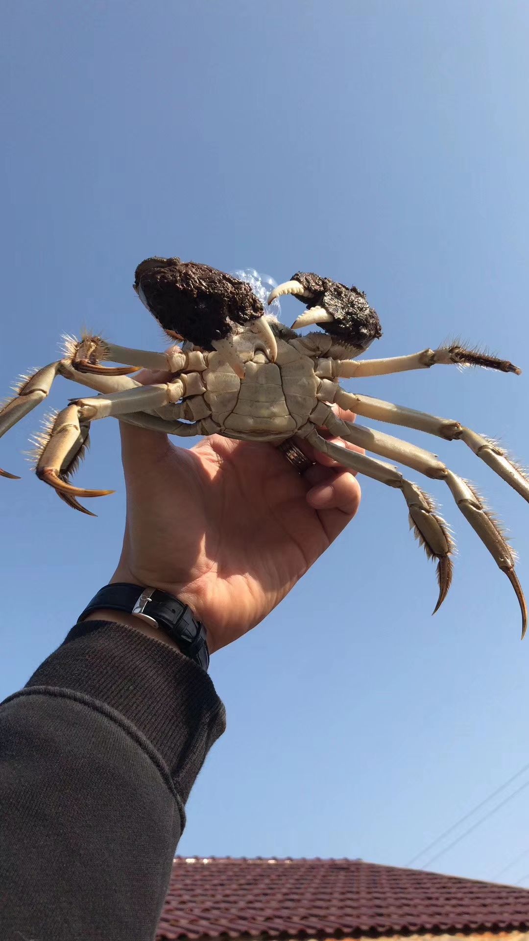  大闸蟹  膏满黄多  精品货  鲜活