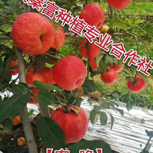 咸阳红蜜脆苹果苗  【蜜 脆】矮化中间砧三年生成品苗