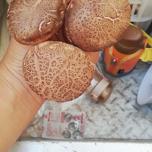 沈丘县香菇808 现在新鲜的很噢。