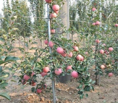 赞皇县烟富10苹果苗  【矮化】  烟富8，烟富10，鲁丽，天红2