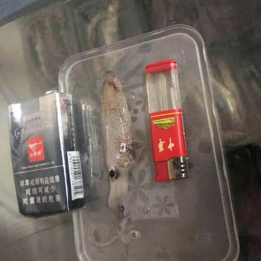 诏安县闽南鱿鱼母 小管