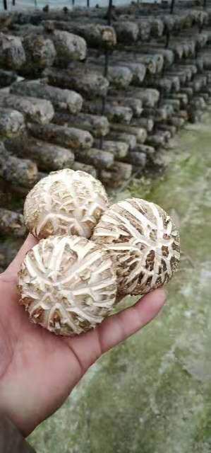 湘乡市香菇片 鲜香菇 2.5cm~4cm