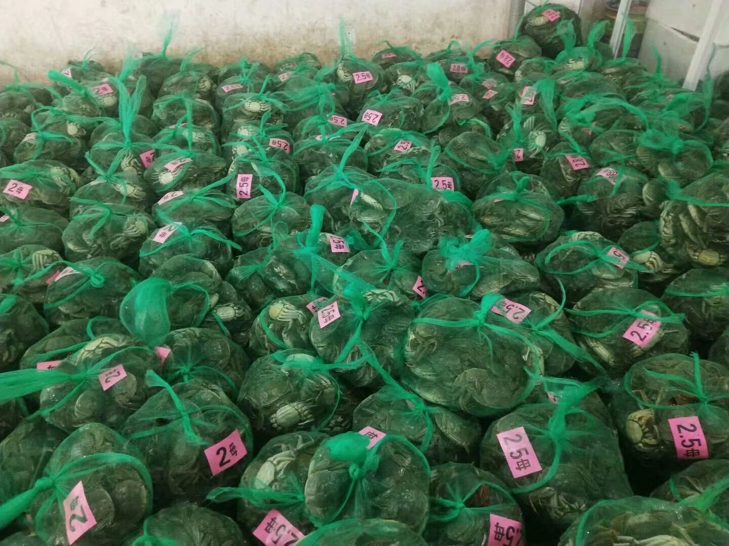  大闸蟹  膏满黄多  精品货  鲜活