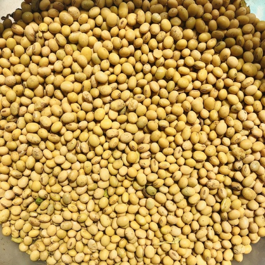 漯河 过塞大豆
