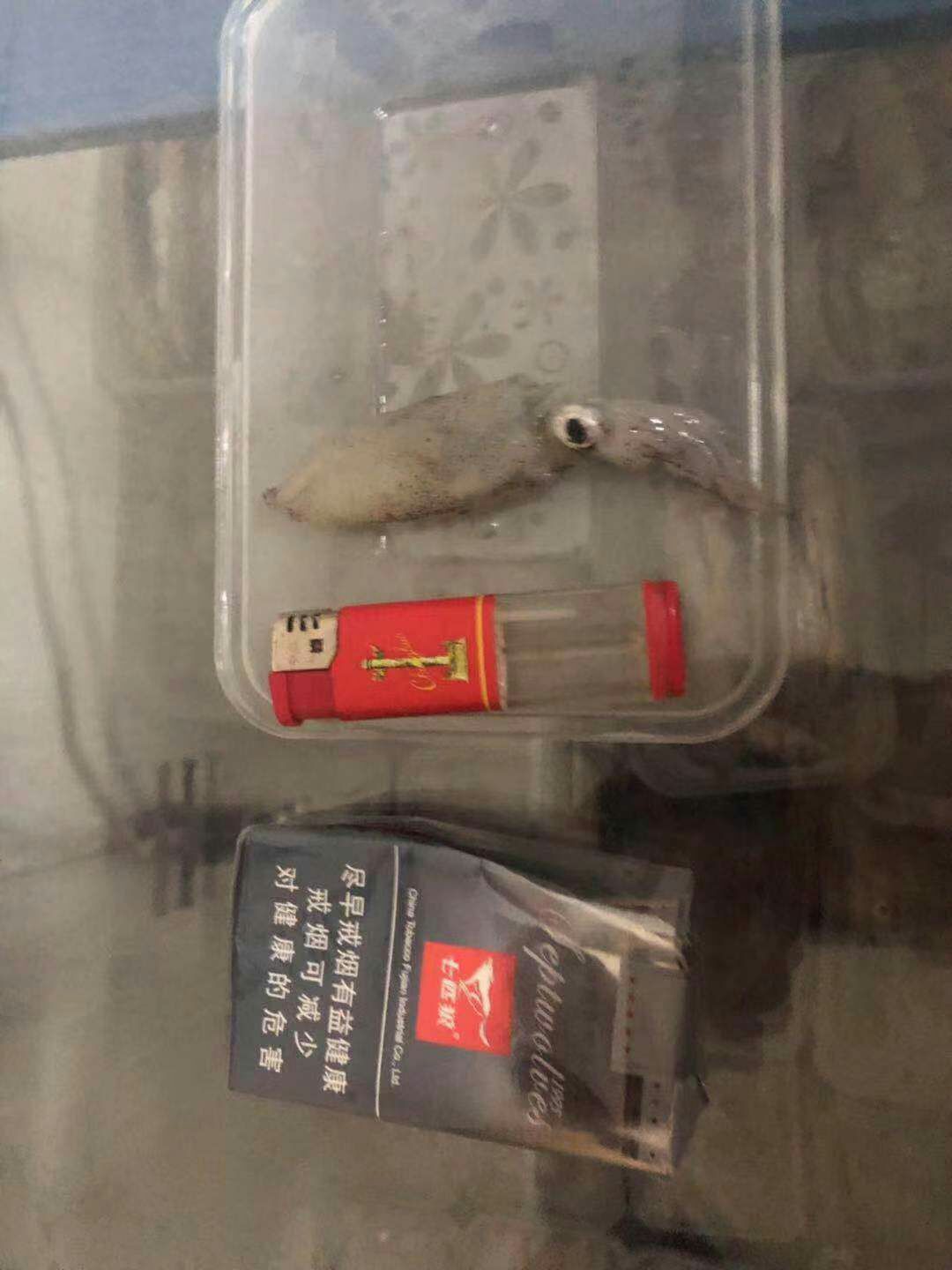 闽南鱿鱼母 小管