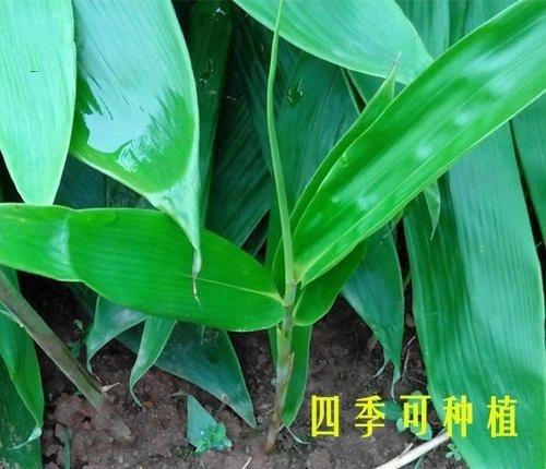 通江县阔叶箬竹 粽叶阔叶箬叶苗    包邮