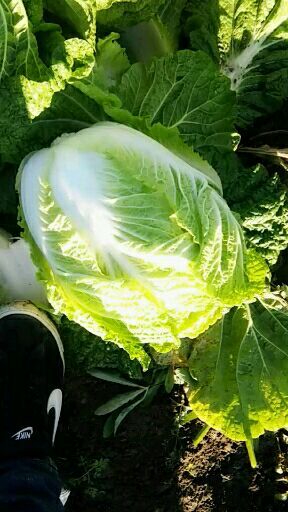 农安县黄心大白菜  黄心白菜