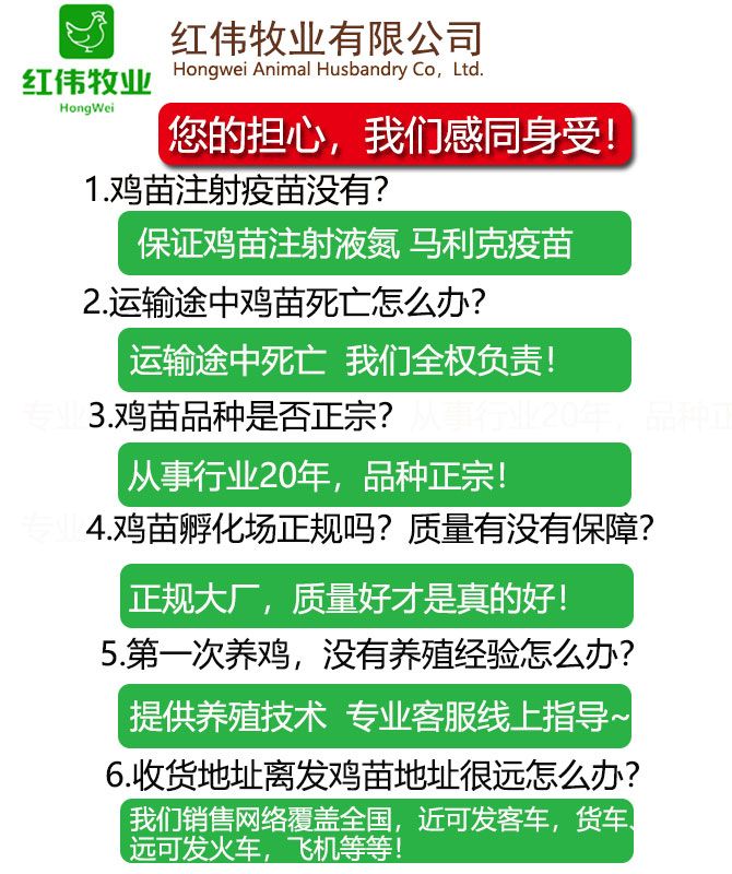 文昌鸡苗 正宗海南文昌鸡