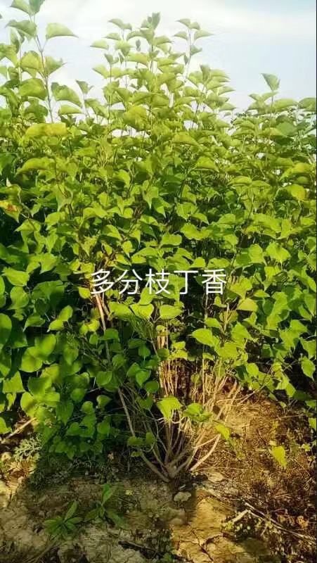 银川 丛生大墩丁香