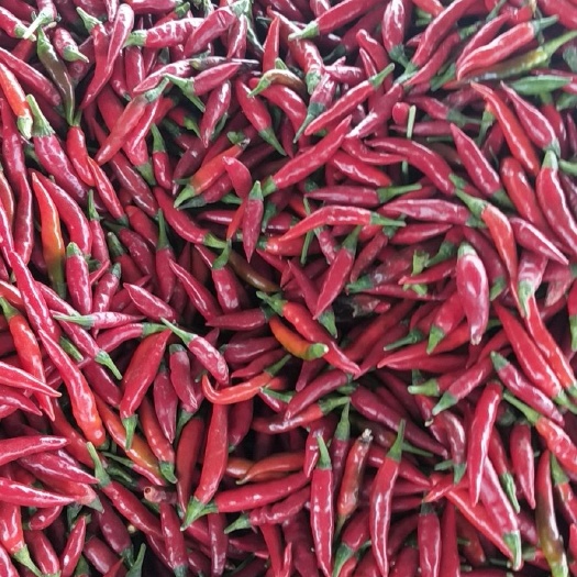 太康县草莓椒 5~10cm 中辣 红色
