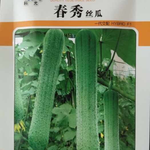 绵阳 杂交丝瓜种子