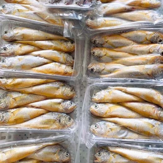 象山县 流网小黄鱼，