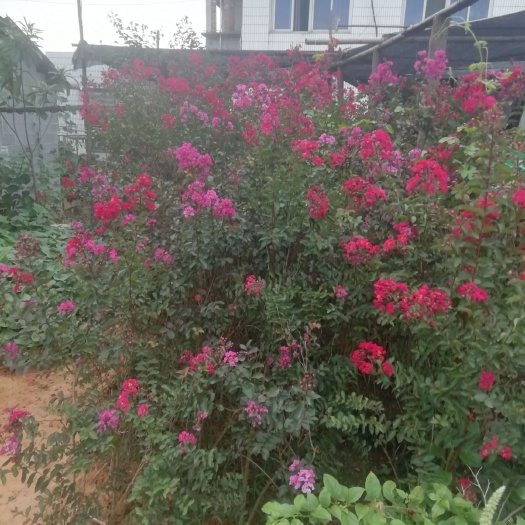 浏阳市 产地直销优质绿化苗木红花紫薇