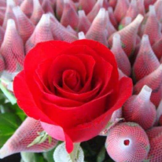 昆明 玫瑰卡罗拉红色