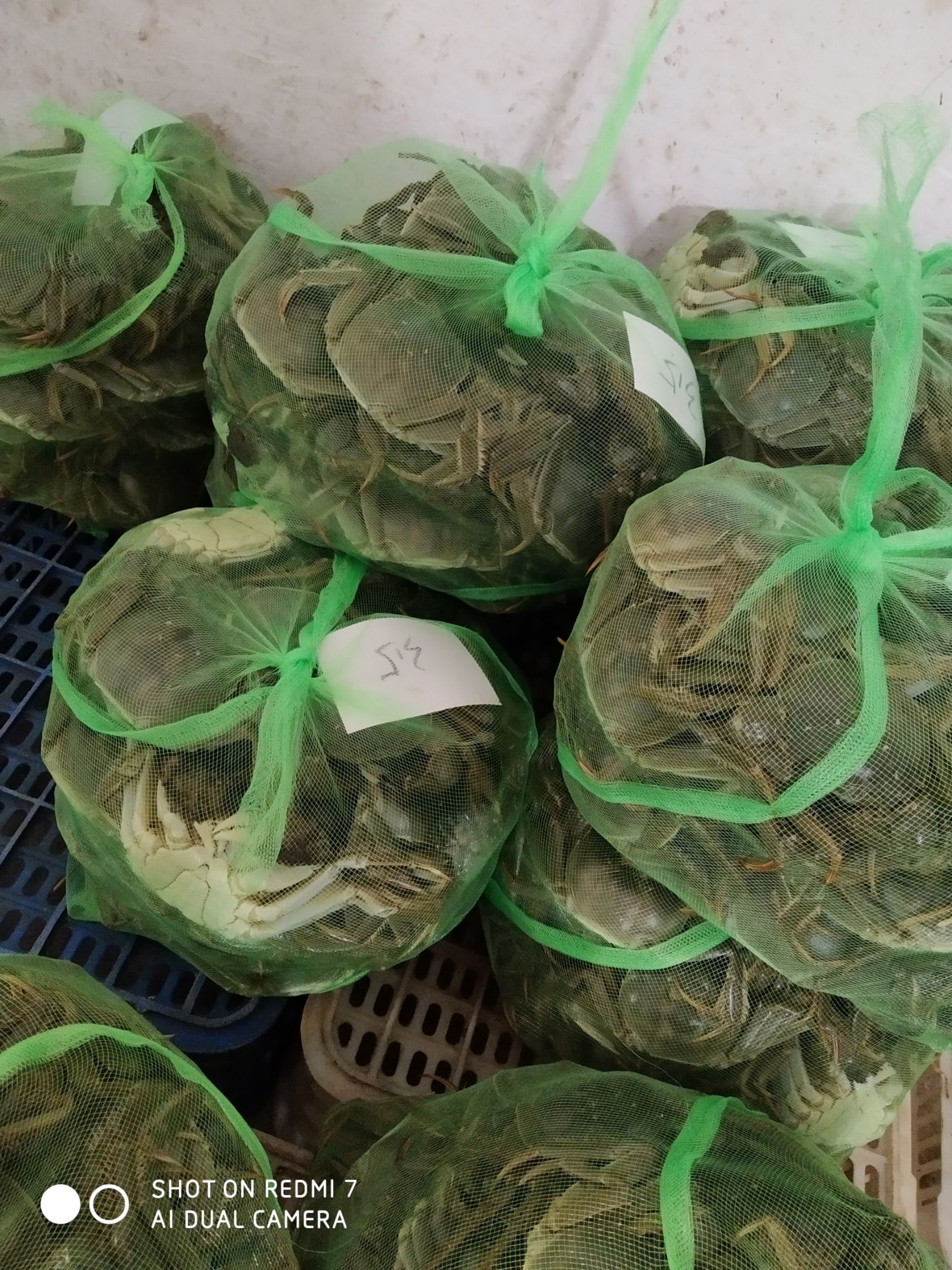 洪湖市大闸蟹  【公蟹】洪湖清水大闸蟹精养塘精品螃蟹现货供应30斤起批可混批