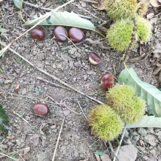 遵化市 批发鲜板栗