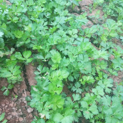 新野县金皇后芹菜苗