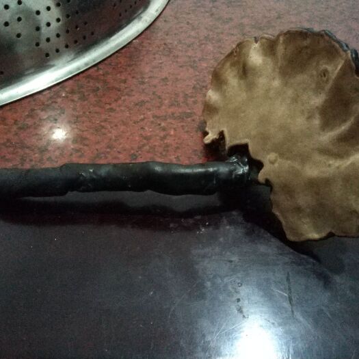 婺源县 55年紫灵芝