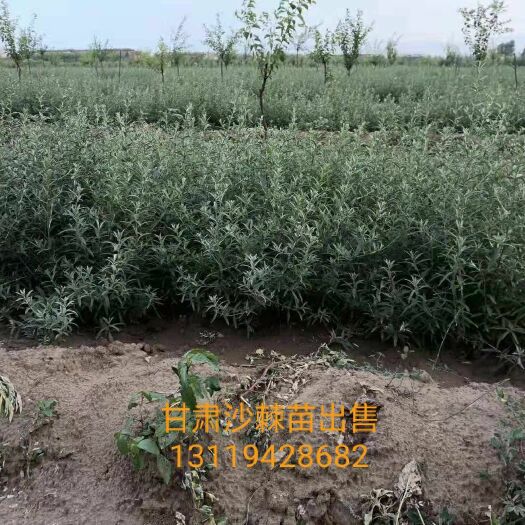 渭源县 50起步裸根沙棘苗出售