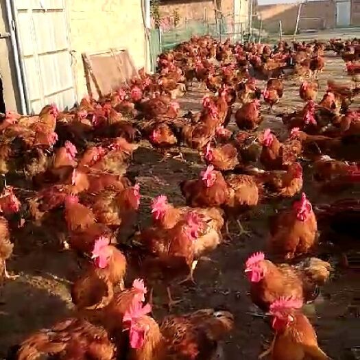 同心县良凤肉鸡 10月1日出栏8000羽，实图实拍，量大从优