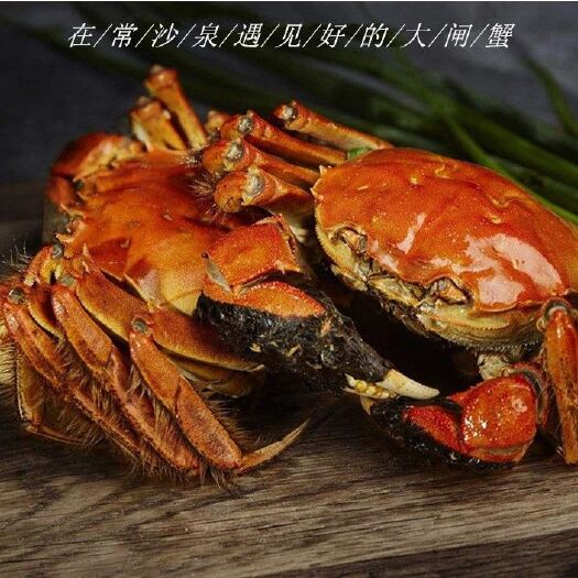 常州 常沙泉大闸蟹，好泉出好蟹