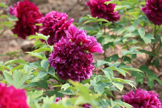 菏泽 菏泽精品观赏牡丹（冠群芳）