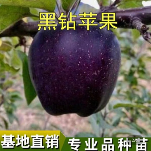 平邑县黑钻苹果树苗 黑钻苹果苗品种纯正。水果香甜脆味正