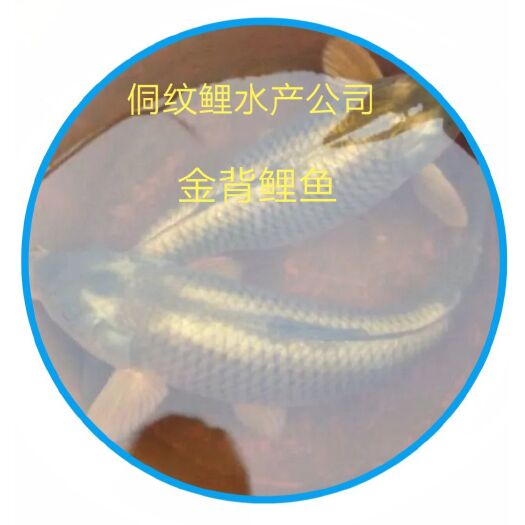 稻花鱼 金背鲤【原产地】