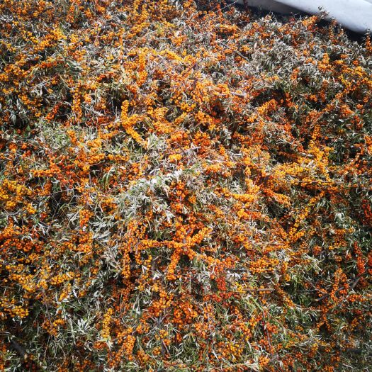 朔州 大量出售沙棘