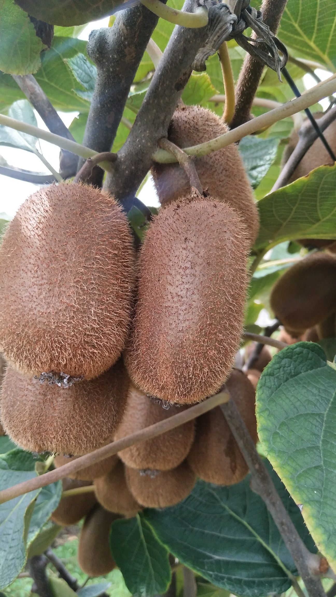 贵长猕猴桃 50克以上