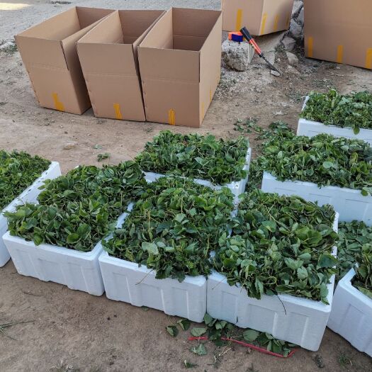泰安 蒙特瑞草莓苗价格 蒙特瑞草莓苗多少钱一棵 蒙特瑞草莓苗批发