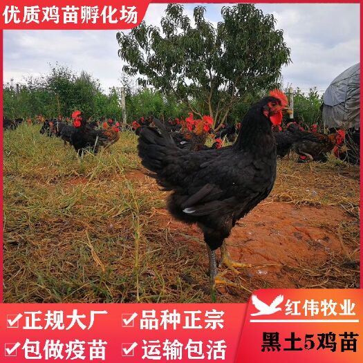  正宗温氏天露黑鸡苗