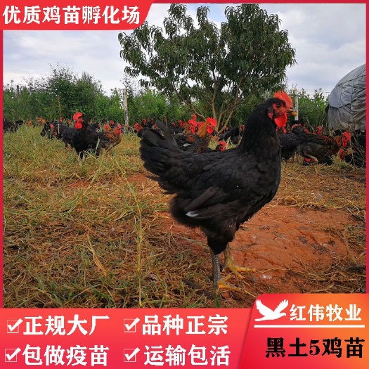 广州 正宗温氏天露黑鸡苗