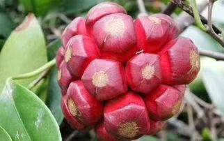 灵山县粉红黑老虎苗 黑老虎布福娜