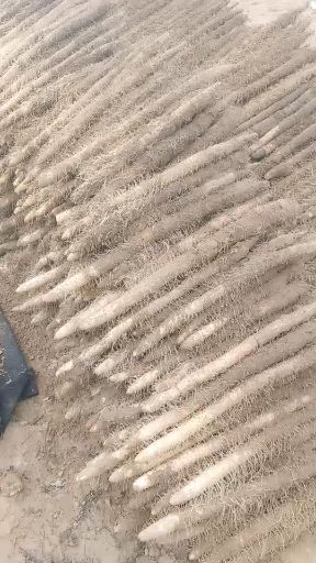 内黄县麻山药 70~90cm