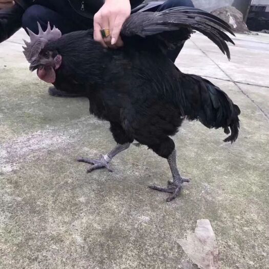  精品鸡苗  五黑绿壳鸡
