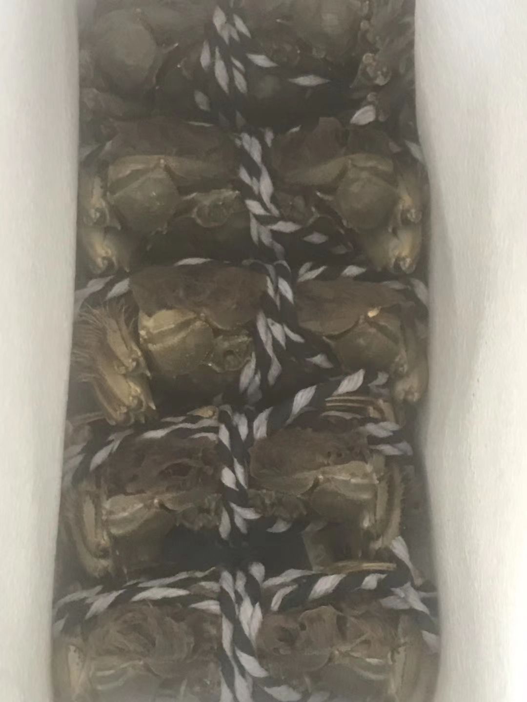  大闸蟹  膏满黄多  精品货  鲜活